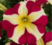 Petunia Amore Queen Hearts Yellow-Red 2
